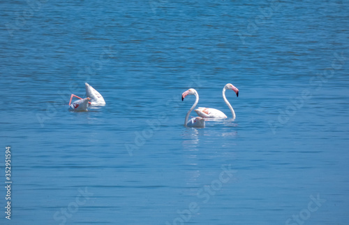 Flamingo. (Phoenicopterus ruber)