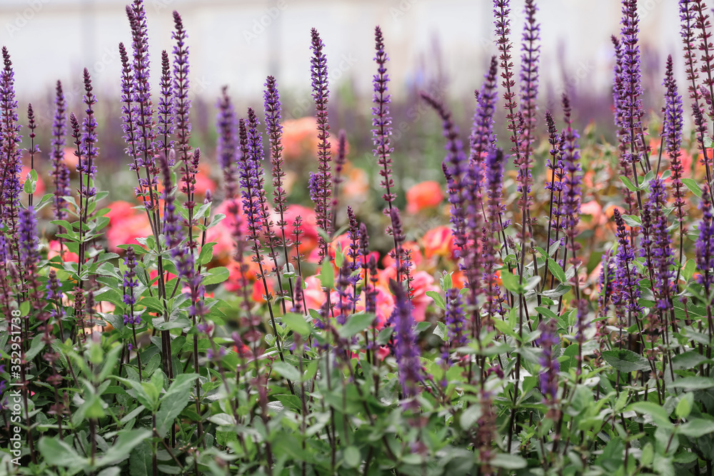 Naklejka premium Flowerbed with purple and pink flowers in the park.