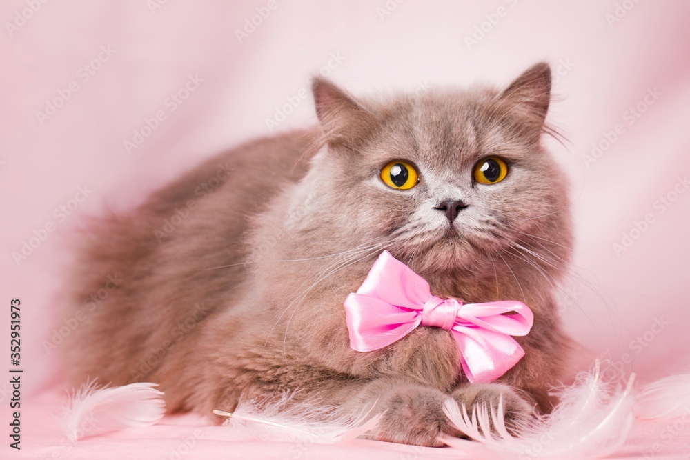 Obraz Cute British longhair cat, with elegant pink bow tie.