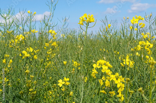 Bright yellow rapeseed flowers on a field