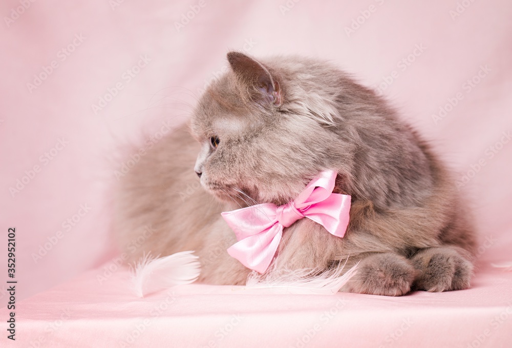 Cute British longhair cat, with elegant pink bow tie.
