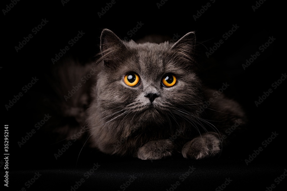 Cute British longhair cat, with elegant pink bow tie.