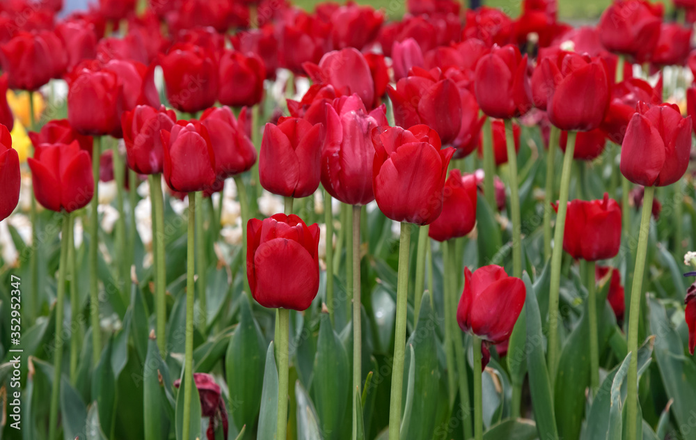 Obraz premium Red-burgundy tulips in the flowerbed
