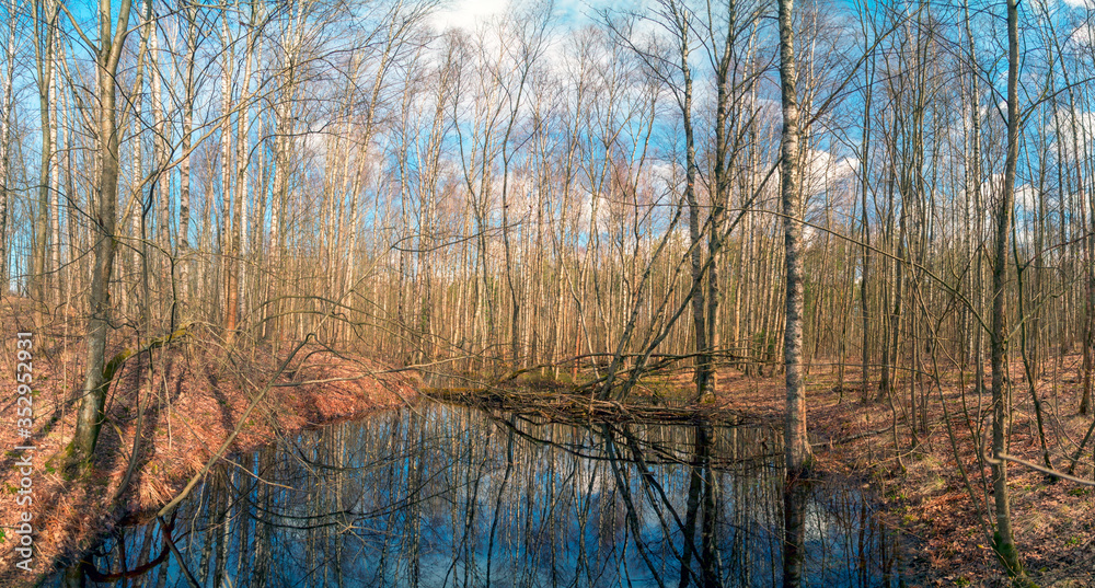 Obraz premium Bare trees in early spring . Vsevolozhsk. Leningrad region. Panorama .