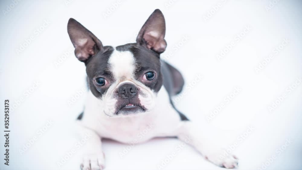 Boston Terrier-funny and serious, lying on his stomach on a white background looking in different directions. Portrait of a dog. Boston Terrier-funny and serious, lying on his stomach on a white background looking in different directions. Portrait of a dog.