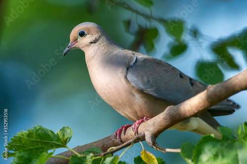 Photo Mourning Dove Perched in Mulberry Tree in Louisiana During Spring Time