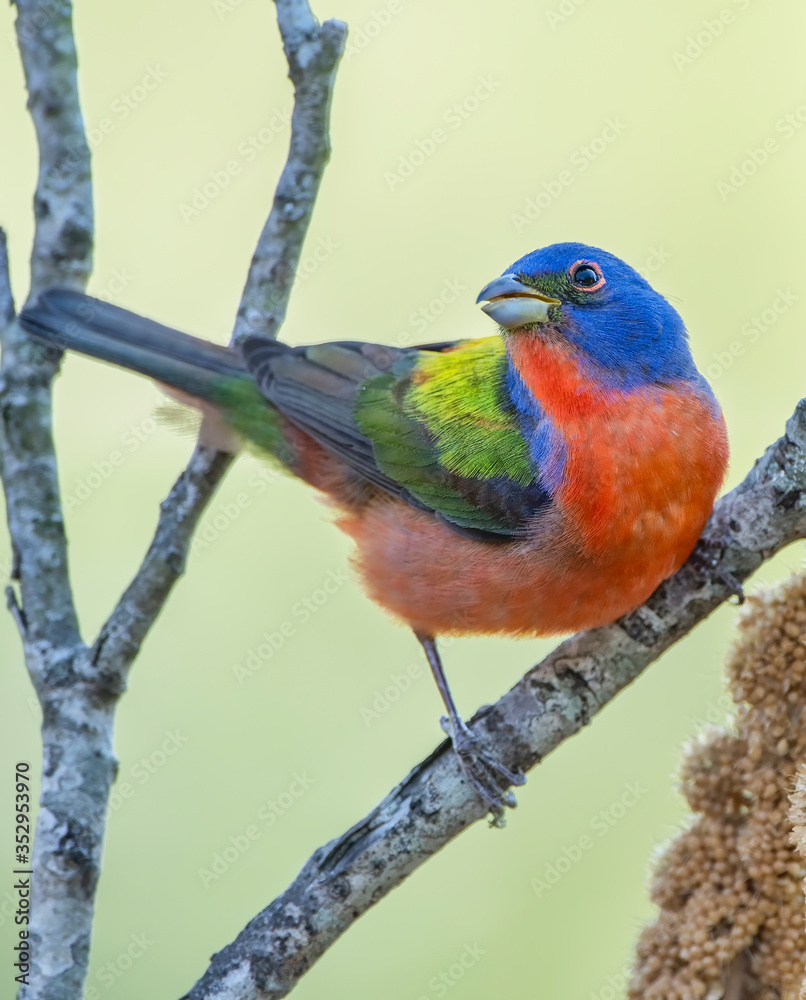 Fototapeta premium Frontal View of Male Painted Bunting in South Central Louisiana