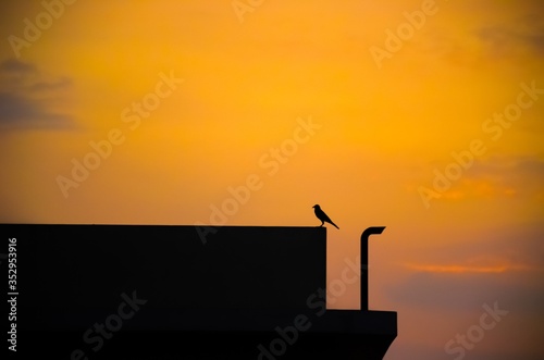 Sunset With Lonely Crow On The Top of the building And colorful yellow sky detail.