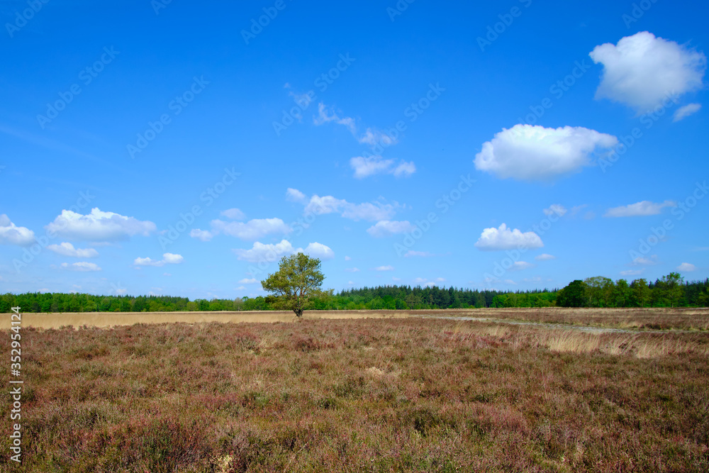A lonely tree in a wide heather field with a blue cloudy sky background A lonely tree in a wide heather field with a blue cloudy sky background