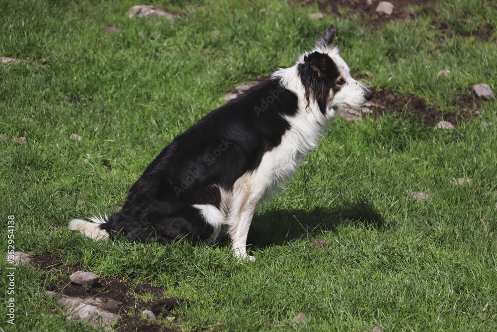 perro esperando a salir a pasear ocn su dueño perro esperando a salir a pasear ocn su dueño