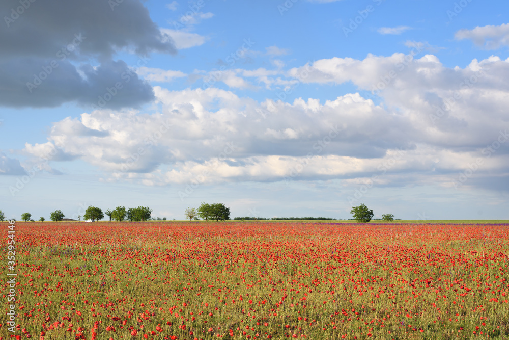 Very beautiful landscape of poppy field with cloudy blue sky.
