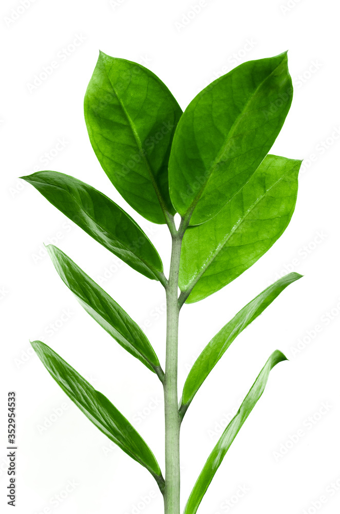 Green leaves of Zanzibar gem on white background 