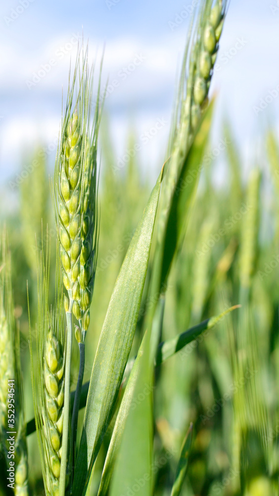 Green grassy background. Fresh green spikelets of wheat on the field. Green grassy background. Fresh green spikelets of wheat on the field.