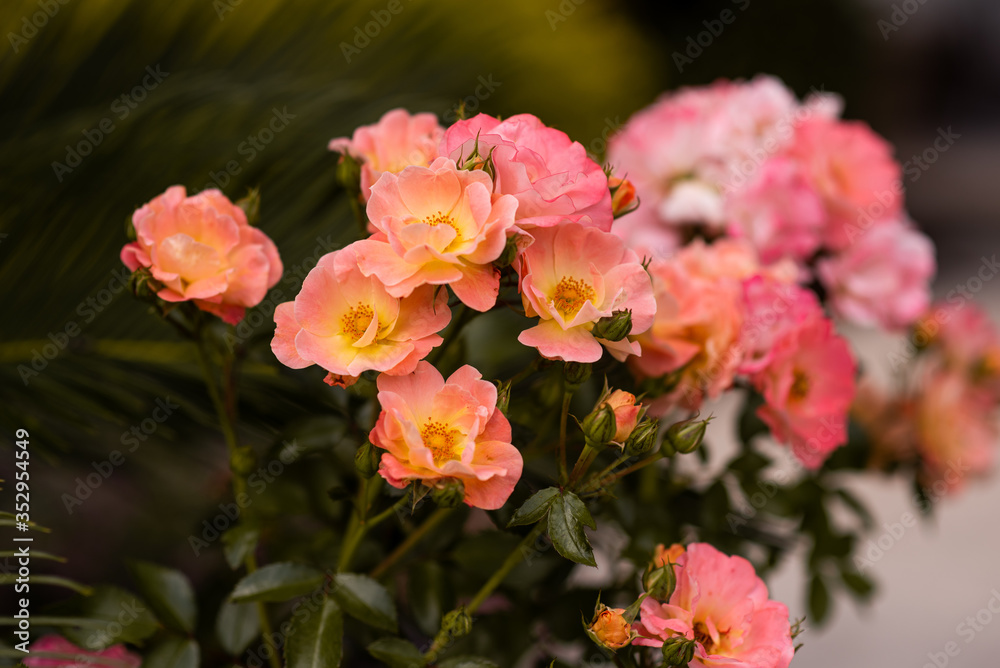 Peach drift roses, close up blooming in the garden
Peach drift roses, close up blooming in the garden