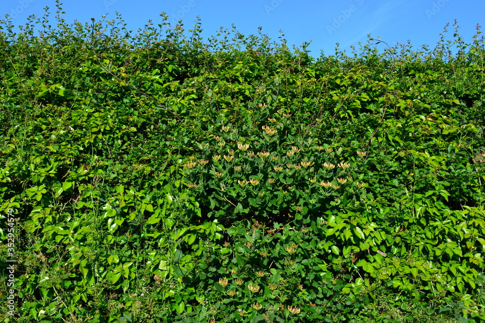 Hedgerow detail with wild honeysuckle, also known as Lonicera periclymenum Hedgerow detail with wild honeysuckle, also known as Lonicera periclymenum