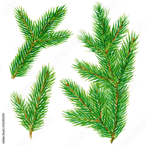 Watercolor branches of Christmas tree. vector design elements isolated on white background.