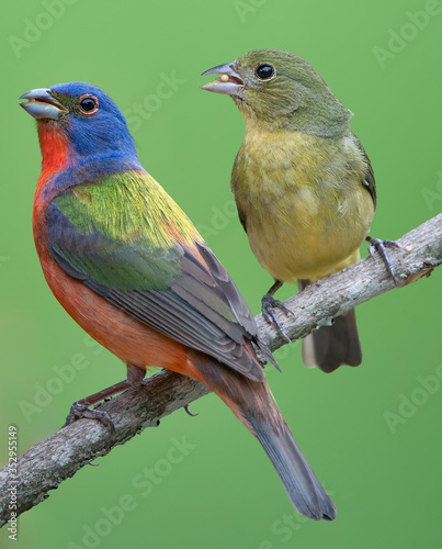 Painted Bunting Pair Perched on Branch Against a Green Background