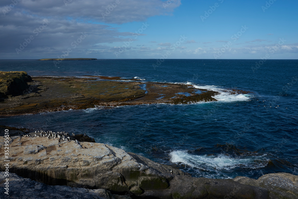 Southern Rockhopper Penguins (Eudyptes chrysocome) return to their colony on the cliffs of Bleaker Island in the Falkland Islands