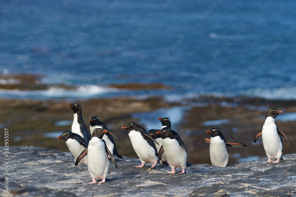Obraz premium Southern Rockhopper Penguins (Eudyptes chrysocome) return to their colony on the cliffs of Bleaker Island in the Falkland Islands