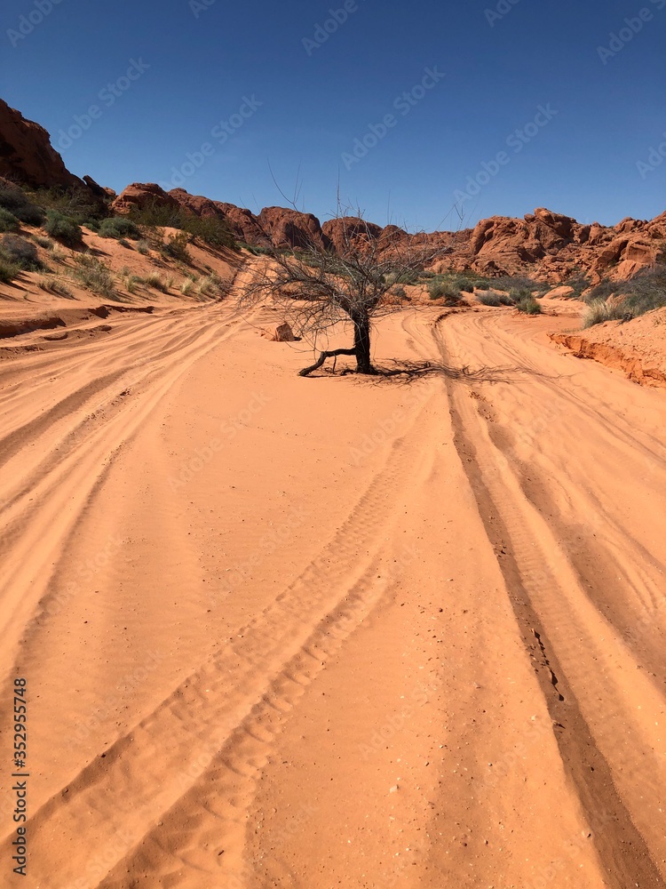 tracks in the red sand