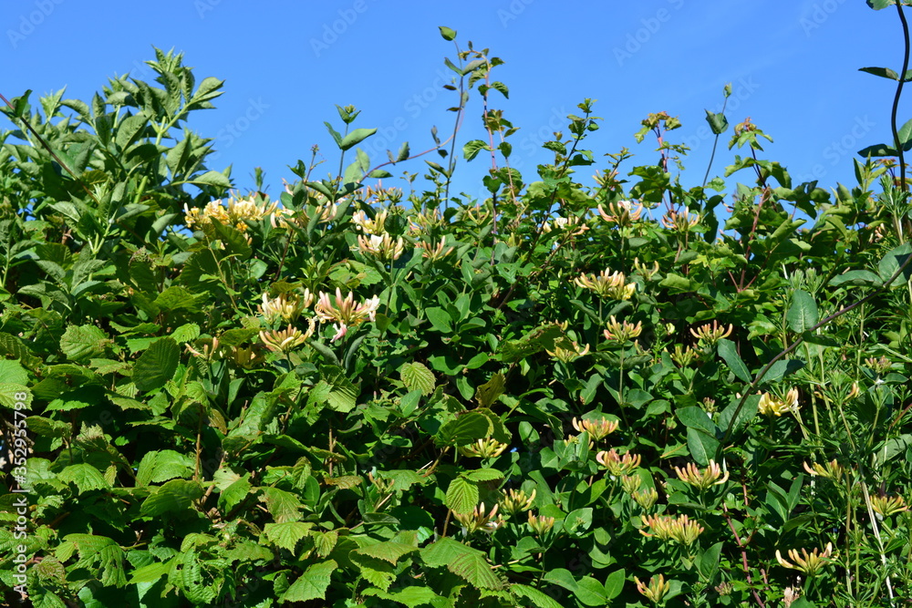 Wild honeysuckle, also known as Lonicera periclymenum in a British hedgerow