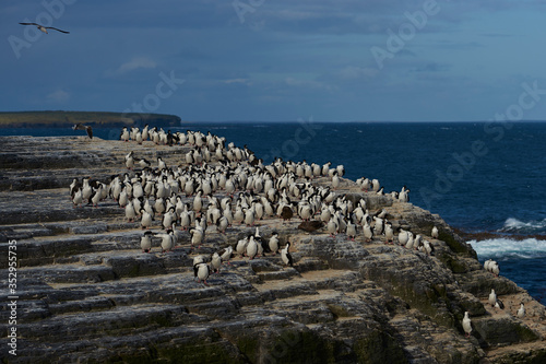 Large group of King Cormorant (Phalacrocorax atriceps albiventer) on the coast of Bleaker Island on the Falkland Islands photo