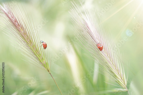 two Ladybugs on the grass. Unusual shot. Flare in the upper right. Warm light. Ideal for banner. Luck concept 