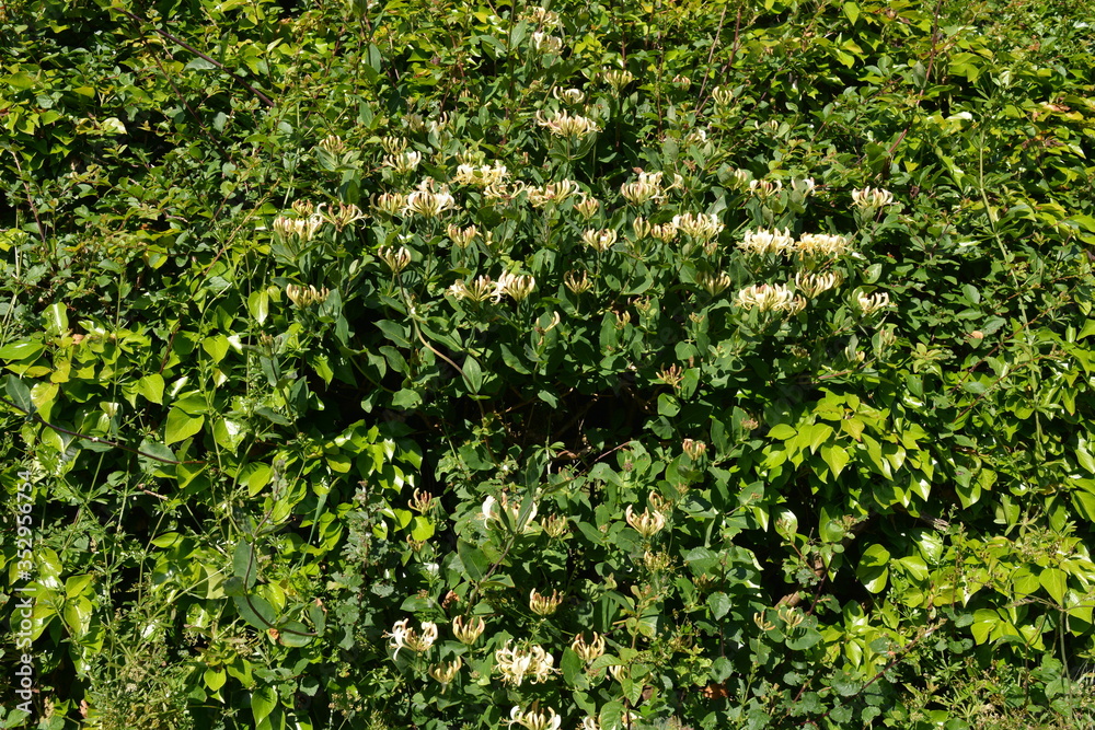 Hedgerow detail with wild honeysuckle, also known as Lonicera periclymenum Hedgerow detail with wild honeysuckle, also known as Lonicera periclymenum
