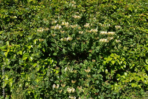 Hedgerow detail with wild honeysuckle, also known as Lonicera periclymenum