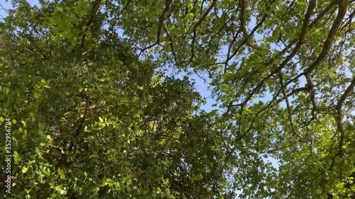 View towards the top of two separate trees swaying in the wind against a blue sky - 4k Video