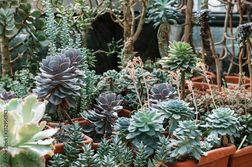 Different kinds of cacti in a greenhouse.