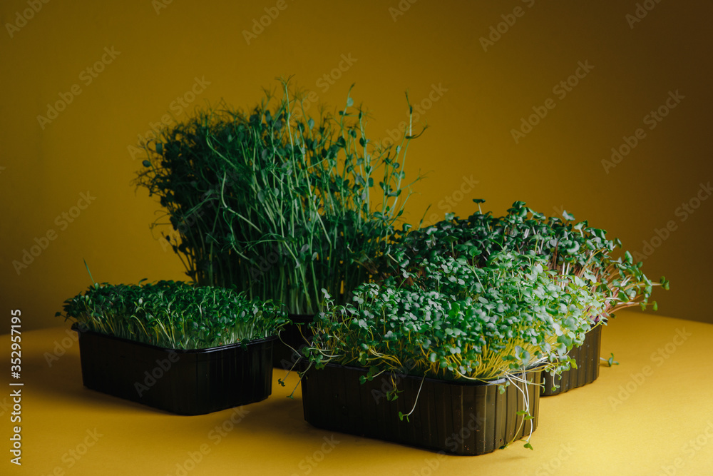 Eco micro greens on yellow background