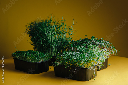 Obraz na płótnie Eco micro greens on yellow background w salonie