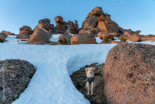 Dog in Colorado's Mountains photo