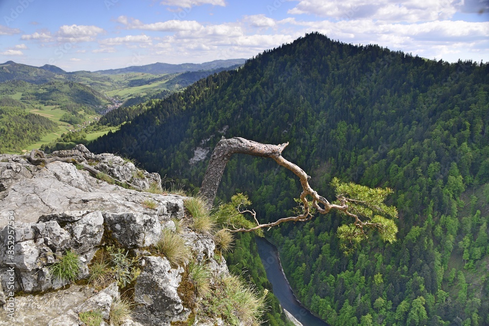 Sokolica i sosna reliktowa w Pienińskim Parku Narodowym StockFoto