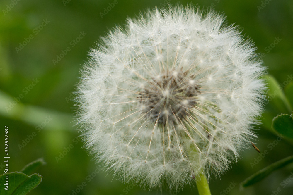 Dandelion Dandelion