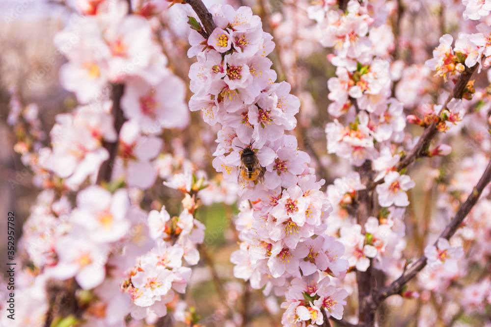 Blooming spring garden. Cherry blossom branch (Prunus tomentosa) close-up. Bee (Anthophila) on cherry flowers. Selective focus. Blooming spring garden. Cherry blossom branch (Prunus tomentosa) close-up. Bee (Anthophila) on cherry flowers. Selective focus.