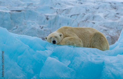 Photography Polar bear sleeping on blue iceberg infront of a glacier on Spitsbergen, Svalbard