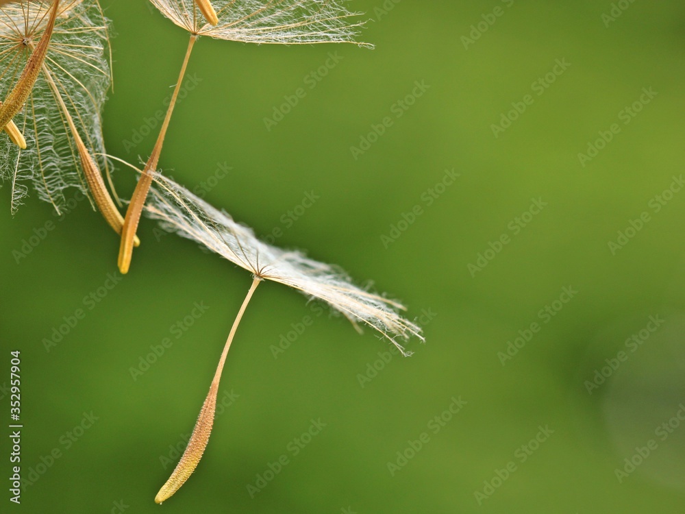 Samen des des Wiesen-Bocksbarts (Tragopogon pratensis).