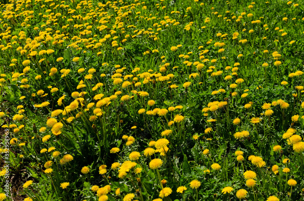 Fototapeta premium dandelions in the meadow in may