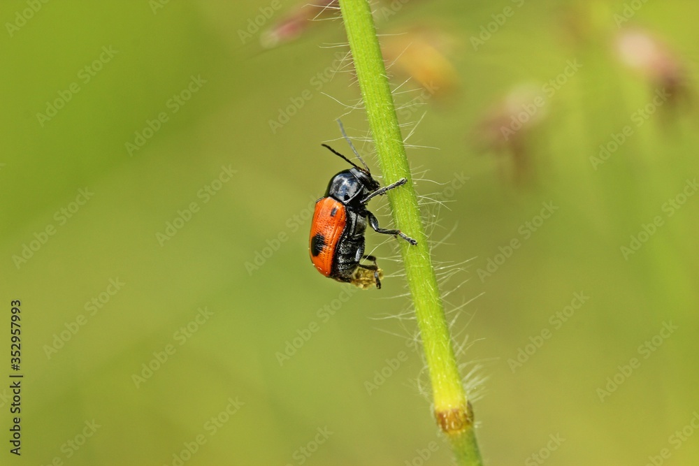 Ameisensackkäfer (Clytra laeviuscula).bei der Eiablage Ameisensackkäfer (Clytra laeviuscula).bei der Eiablage