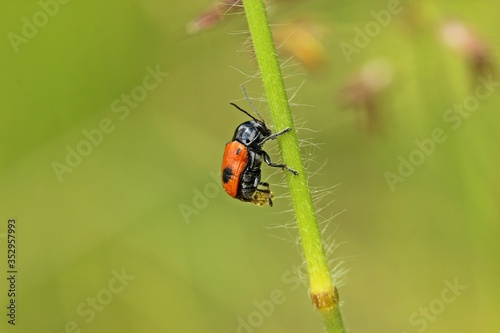 Ameisensackkäfer (Clytra laeviuscula).bei der Eiablage