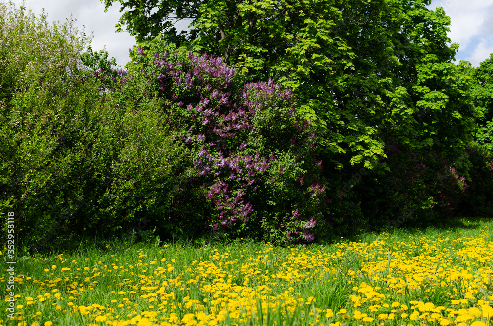 Obraz premium lilac bushes in spring, bright flowers