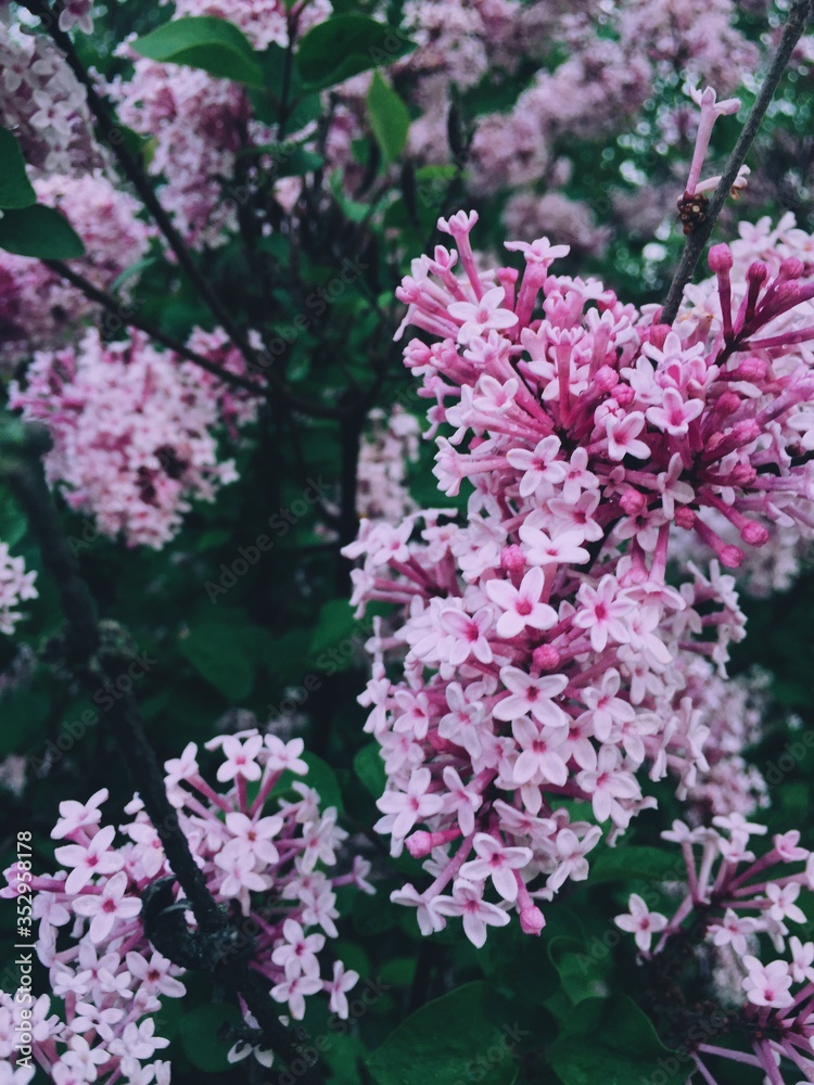 Fototapeta premium Pink flowering and green leaves. Spring background