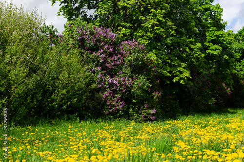 Fototapeta Naklejka Na Ścianę i Meble -  lilac bushes in spring, bright flowers