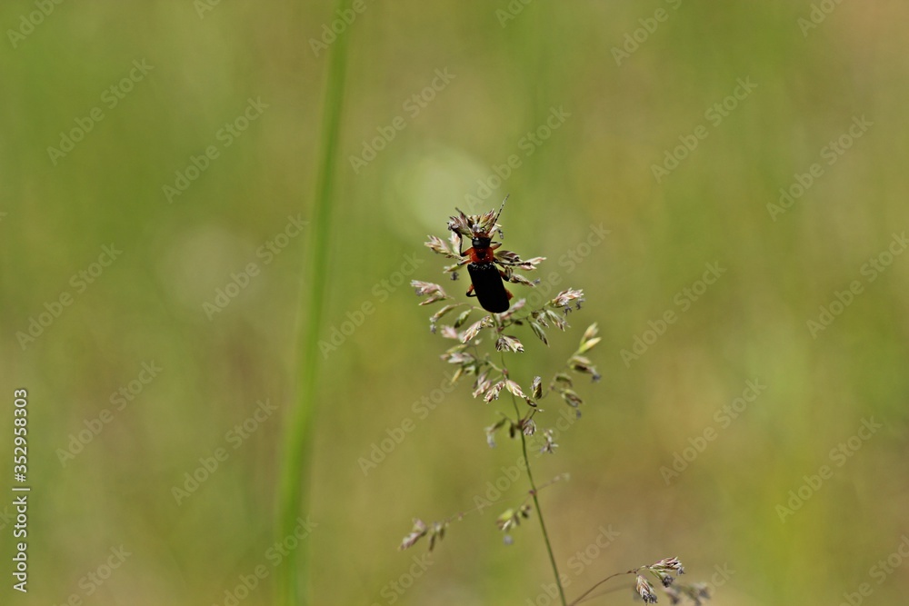 Weichkäfer Cantharis rustica an Grashalm Weichkäfer Cantharis rustica an Grashalm
