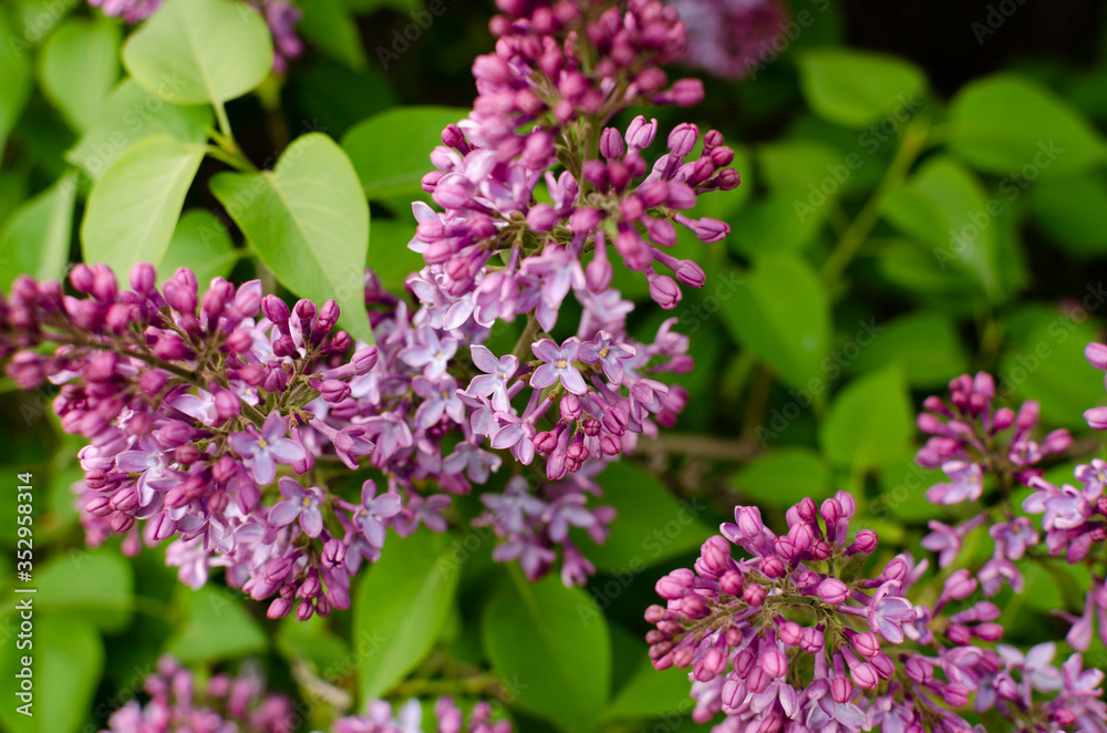 lilac bushes in spring, bright flowers closeup lilac bushes in spring, bright flowers closeup