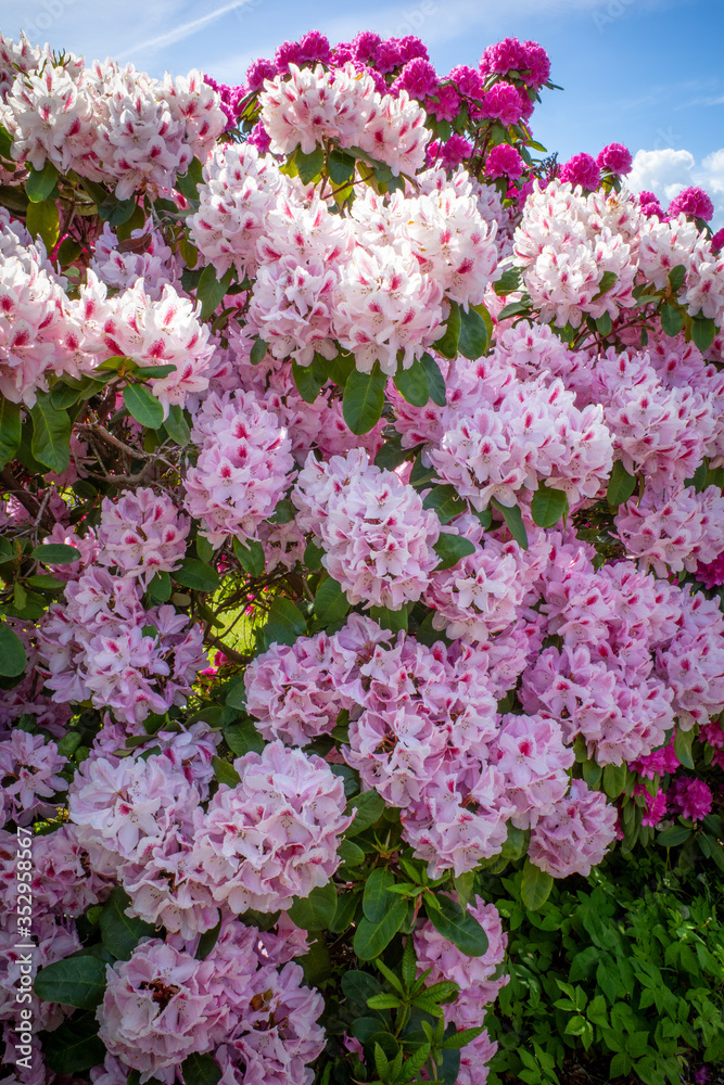 on  cemetery stands a huge rhododendron with pink flowers and the sky is blue