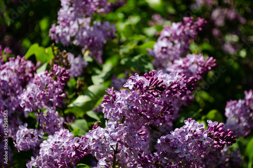 lilac bushes in spring, bright flowers closeup