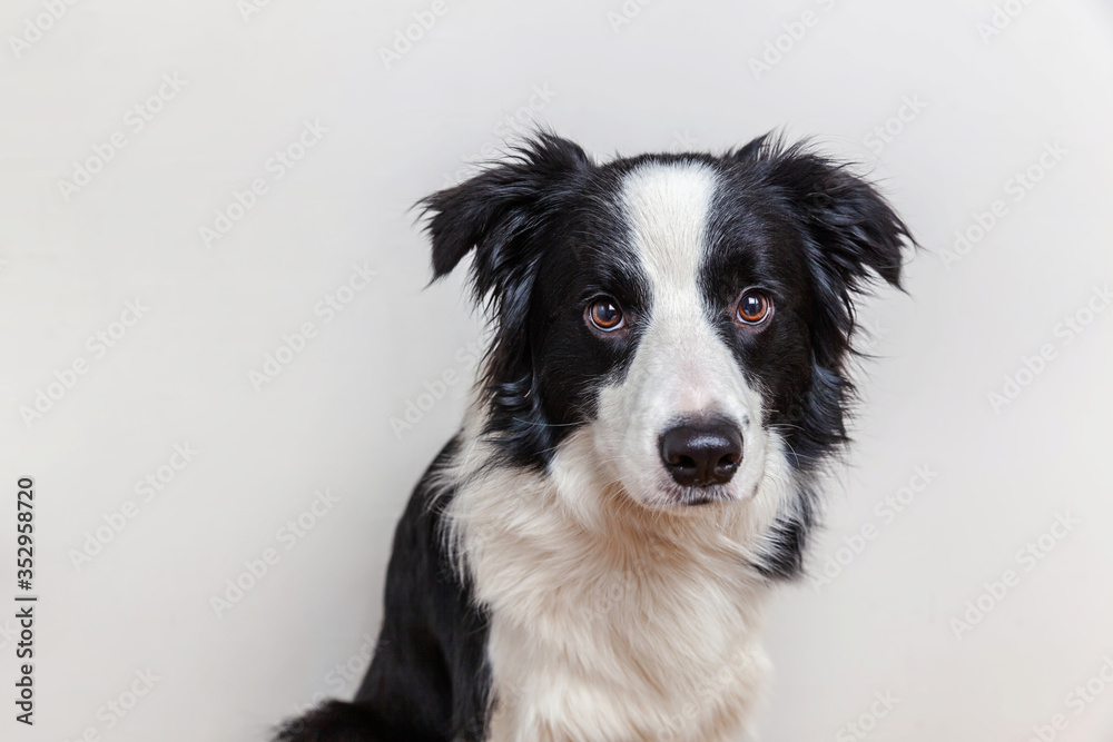 Funny studio portrait of cute smiling puppy dog border collie isolated on white background. New lovely member of family little dog gazing and waiting for reward. Funny pets animals life concept. Funny studio portrait of cute smiling puppy dog border collie isolated on white background. New lovely member of family little dog gazing and waiting for reward. Funny pets animals life concept.